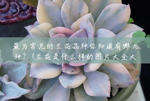 最为常见的兰花品种你知道有哪几种？(兰花是什么样的图片大全大图)