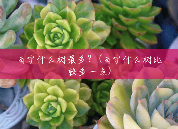 南宁什么树最多？(南宁什么树比较多一点)