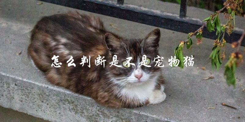如何确定一只猫是不是宠物猫? 如何确定一只猫是不是宠物猫?