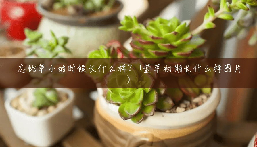 忘忧草小的时候长什么样?(萱草初期长什么样图片) 忘忧草小的时候长什么样?(萱草初期长什么样图片)