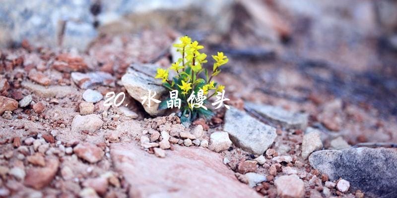 20. 水晶馒头 20. 水晶馒头