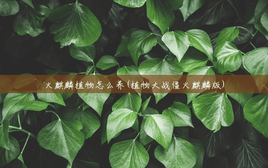 火麒麟植物怎么养(植物大战僵火麒麟版)
