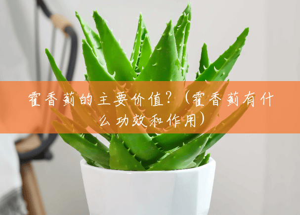 霍香蓟的主要价值?(霍香蓟有什么功效和作用) 霍香蓟的主要价值?(霍香蓟有什么功效和作用)
