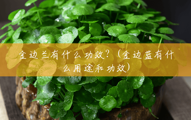 金边兰有什么功效?(金边蓝有什么用途和功效) 金边兰有什么功效?(金边蓝有什么用途和功效)