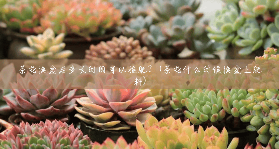 茶花换盆后多长时间可以施肥?(茶花什么时候换盆上肥料) 茶花换盆后多长时间可以施肥?(茶花什么时候换盆上肥料)