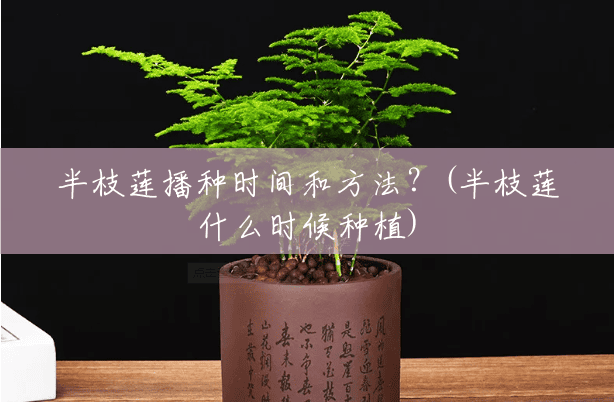 半枝莲播种时间和方法?(半枝莲什么时候种植) 半枝莲播种时间和方法?(半枝莲什么时候种植)