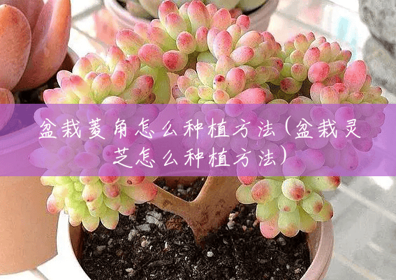 盆栽菱角怎么种植方法(盆栽灵芝怎么种植方法) 盆栽菱角怎么种植方法(盆栽灵芝怎么种植方法)