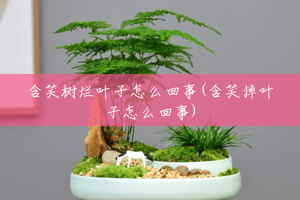 含笑树烂叶子怎么回事(含笑掉叶子怎么回事) 含笑树烂叶子怎么回事(含笑掉叶子怎么回事)