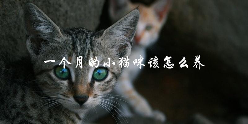 如何在一个月内养好小猫咪? 如何在一个月内养好小猫咪?