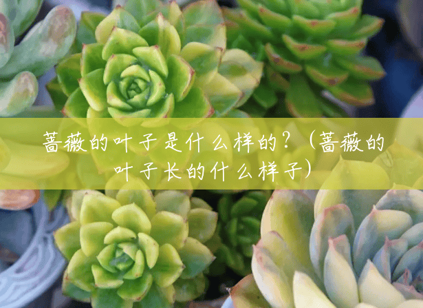 蔷薇的叶子是什么样的?(蔷薇的叶子长的什么样子) 蔷薇的叶子是什么样的?(蔷薇的叶子长的什么样子)