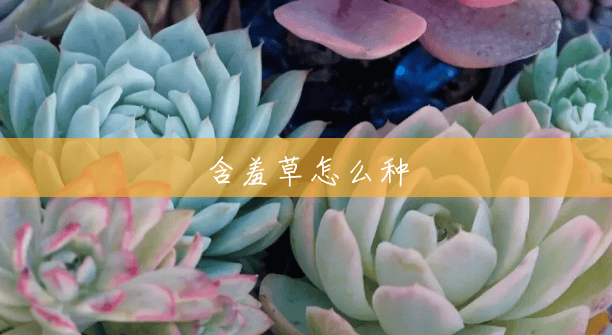 含羞草怎么种