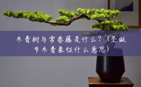 冬青树与常春藤是什么？(圣诞节冬青象征什么意思)