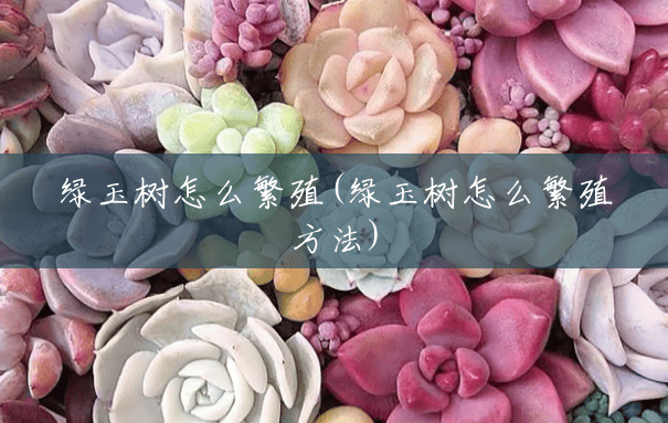 绿玉树怎么繁殖(绿玉树怎么繁殖方法)