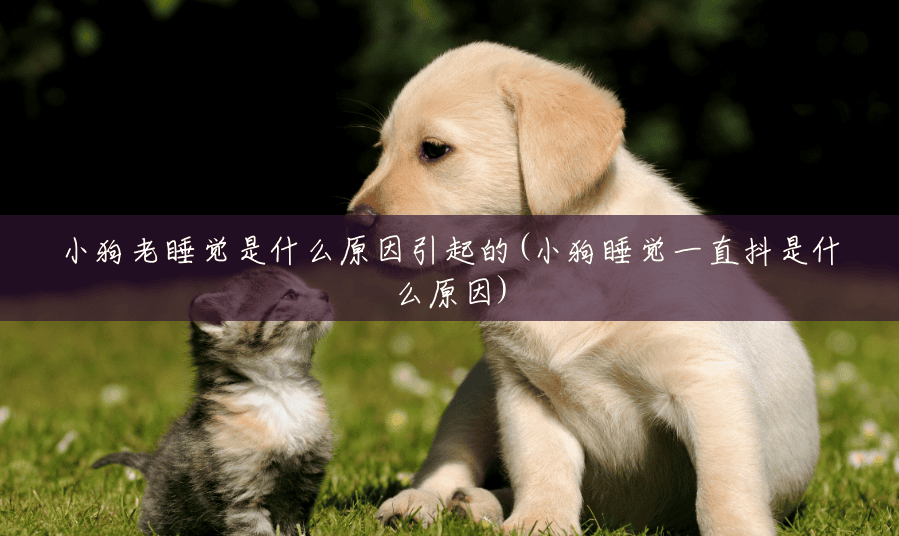 小狗老睡觉是什么原因引起的(小狗睡觉一直抖是什么原因) 小狗老睡觉是什么原因引起的(小狗睡觉一直抖是什么原因)