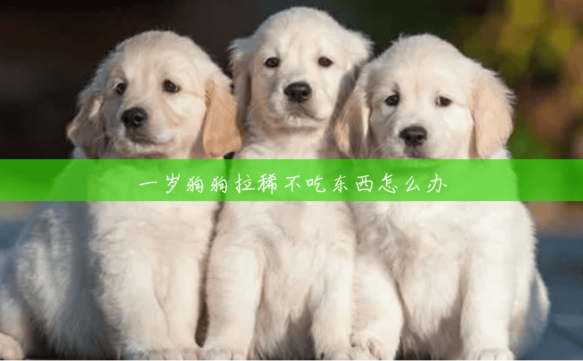 一岁狗狗拉稀不吃东西怎么办 一岁狗狗拉稀不吃东西怎么办