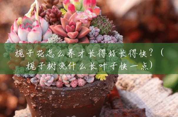 栀子花怎么养才长得好长得快？(栀子树浇什么长叶子快一点)