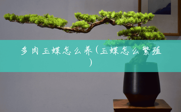 多肉玉蝶怎么养(玉蝶怎么繁殖) 多肉玉蝶怎么养(玉蝶怎么繁殖)