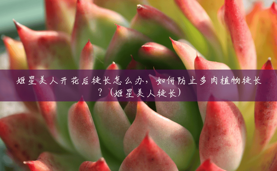 姬星美人开花后徒长怎么办,如何防止多肉植物徒长?(姬星美人徒长) 姬星美人开花后徒长怎么办,如何防止多肉植物徒长?(姬星美人徒长)