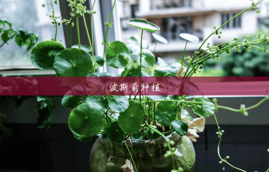 波斯菊种植