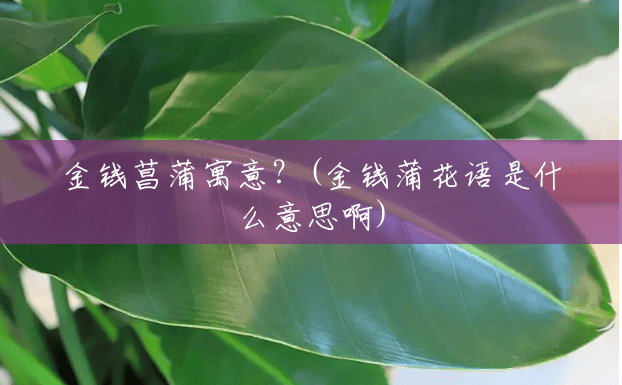 金钱菖蒲寓意?(金钱蒲花语是什么意思啊) 金钱菖蒲寓意?(金钱蒲花语是什么意思啊)