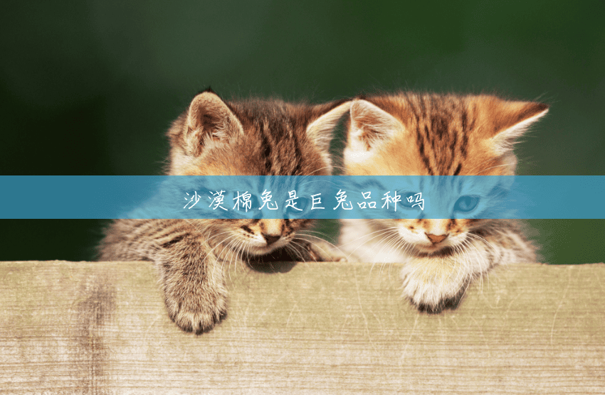 沙漠棉兔是巨兔品种吗 沙漠棉兔是巨兔品种吗