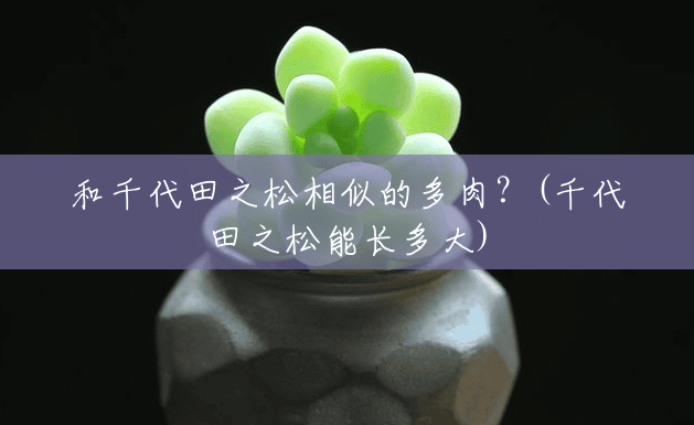 和千代田之松相似的多肉?(千代田之松能长多大) 和千代田之松相似的多肉?(千代田之松能长多大)
