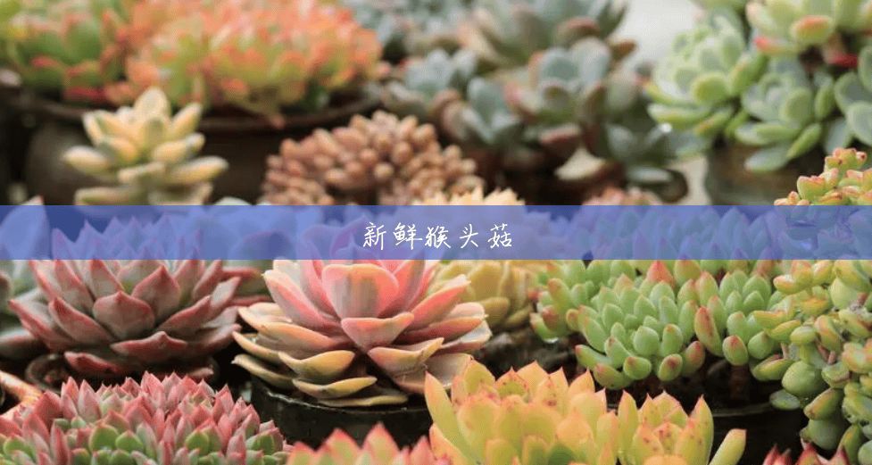 新鲜猴头菇 新鲜猴头菇