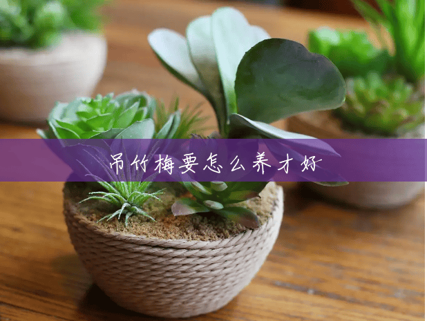 吊竹梅要怎么养才好 吊竹梅要怎么养才好
