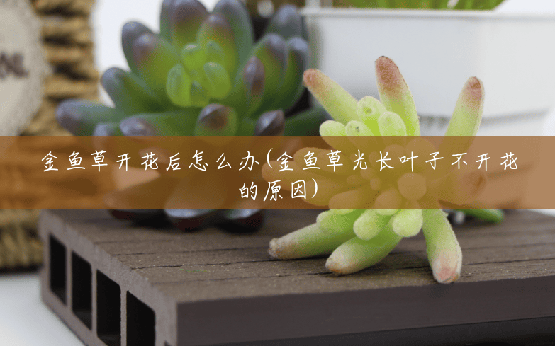 金鱼草开花后怎么办(金鱼草光长叶子不开花的原因) 金鱼草开花后怎么办(金鱼草光长叶子不开花的原因)