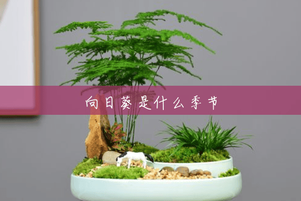 向日葵是什么季节 向日葵是什么季节