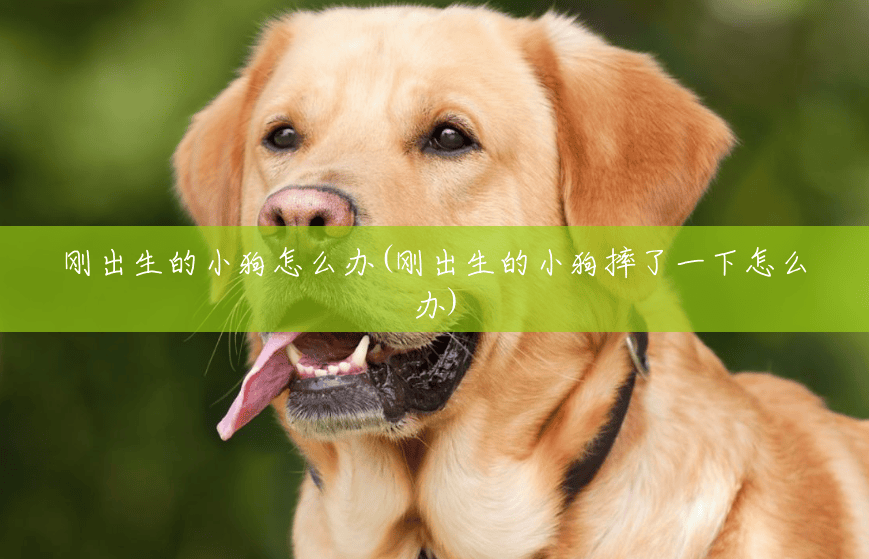 刚出生的小狗怎么办(刚出生的小狗摔了一下怎么办)