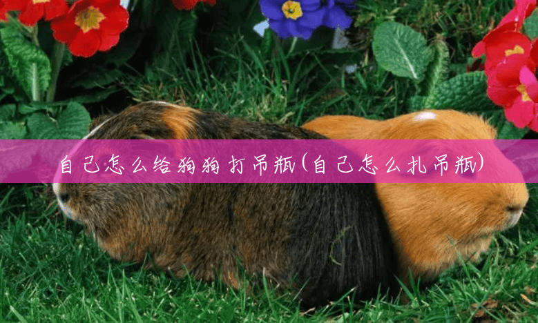 自己怎么给狗狗打吊瓶(自己怎么扎吊瓶) 自己怎么给狗狗打吊瓶(自己怎么扎吊瓶)