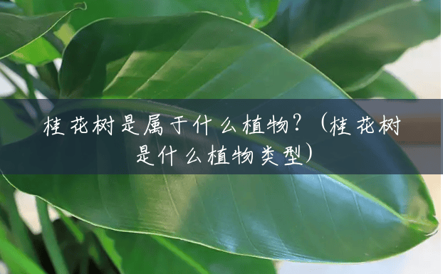 桂花树是属于什么植物？(桂花树是什么植物类型)