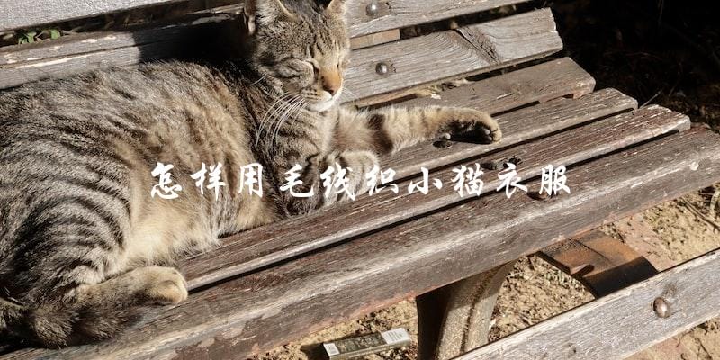 你知道怎样用毛线织小猫衣服吗? 你知道怎样用毛线织小猫衣服吗?