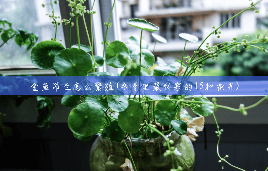 金鱼吊兰怎么繁殖(冬季里最耐寒的15种花卉)