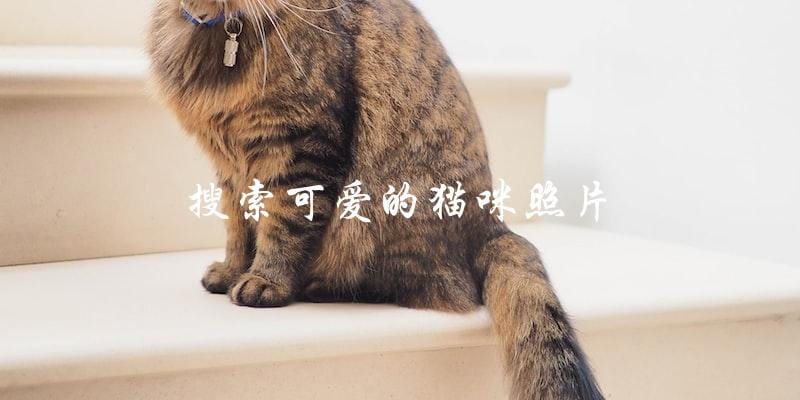 你在哪里可以搜索到最可爱的猫咪照片? 你在哪里可以搜索到最可爱的猫咪照片?