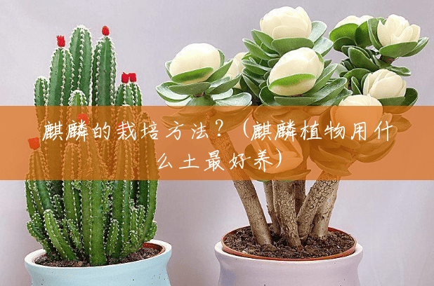 麒麟的栽培方法?(麒麟植物用什么土最好养) 麒麟的栽培方法?(麒麟植物用什么土最好养)
