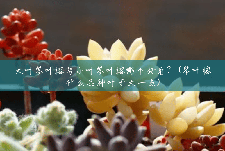 大叶琴叶榕与小叶琴叶榕哪个好看?(琴叶榕什么品种叶子大一点) 大叶琴叶榕与小叶琴叶榕哪个好看?(琴叶榕什么品种叶子大一点)