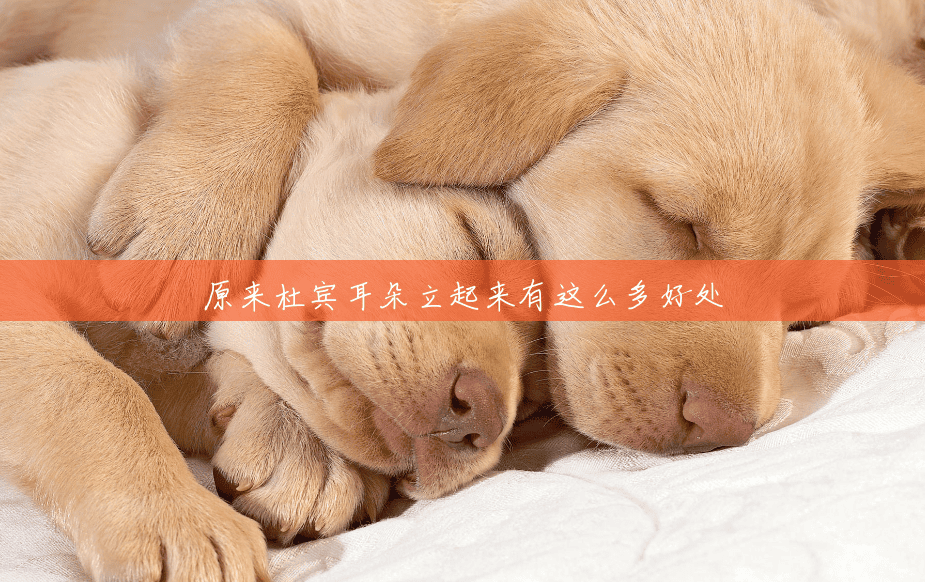 原来杜宾耳朵立起来有这么多好处 原来杜宾耳朵立起来有这么多好处