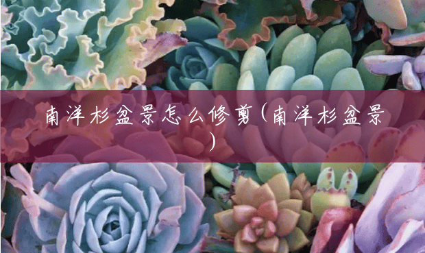 南洋杉盆景怎么修剪(南洋杉盆景) 南洋杉盆景怎么修剪(南洋杉盆景)