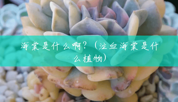海棠是什么啊?(泣血海棠是什么植物) 海棠是什么啊?(泣血海棠是什么植物)