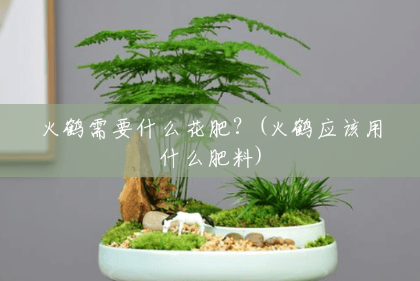 火鹤需要什么花肥?(火鹤应该用什么肥料) 火鹤需要什么花肥?(火鹤应该用什么肥料)