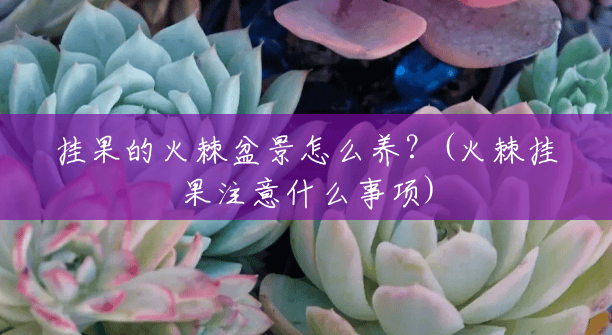 挂果的火棘盆景怎么养？(火棘挂果注意什么事项)