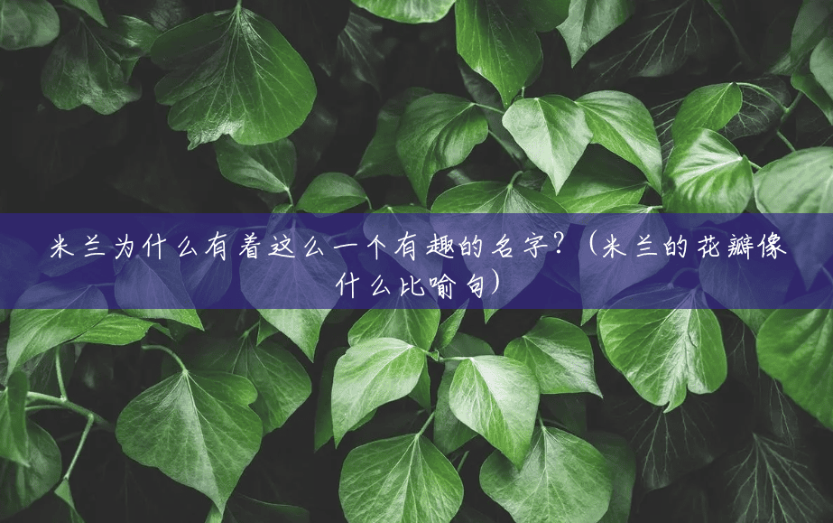 米兰为什么有着这么一个有趣的名字?(米兰的花瓣像什么比喻句) 米兰为什么有着这么一个有趣的名字?(米兰的花瓣像什么比喻句)