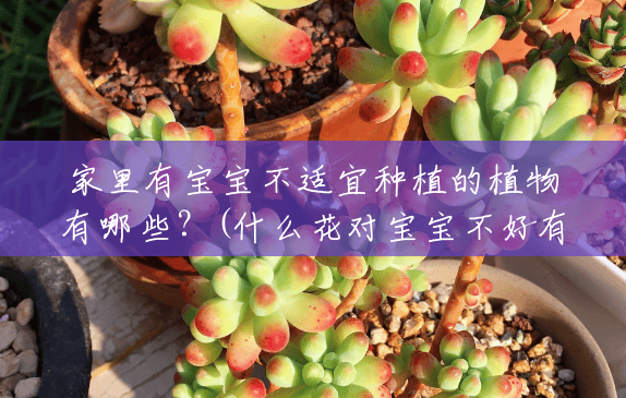 家里有宝宝不适宜种植的植物有哪些?(什么花对宝宝不好有害健康) 家里有宝宝不适宜种植的植物有哪些?(什么花对宝宝不好有害健康)