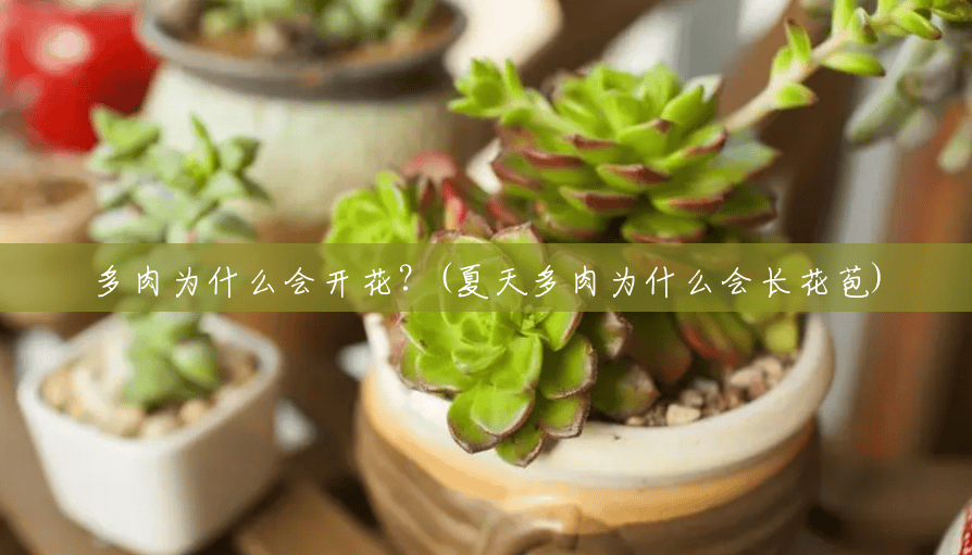 多肉为什么会开花?(夏天多肉为什么会长花苞) 多肉为什么会开花?(夏天多肉为什么会长花苞)