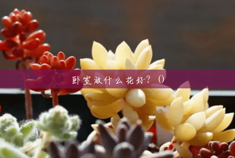 卧室放什么花好?() 卧室放什么花好?()