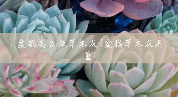 盆栽怎么放草木灰(盆栽草木灰用量) 盆栽怎么放草木灰(盆栽草木灰用量)