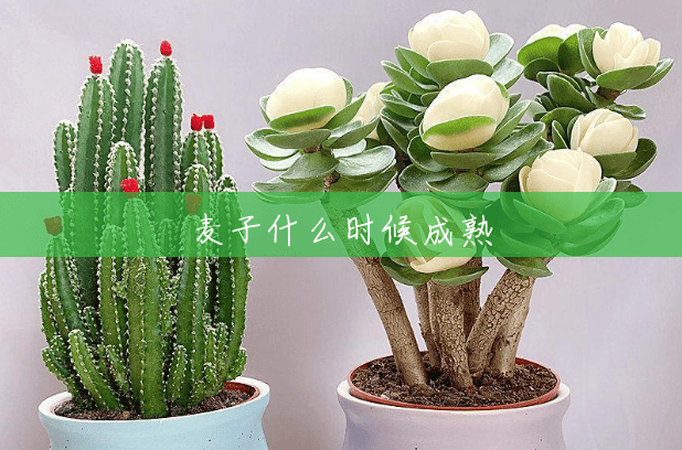 麦子什么时候成熟 麦子什么时候成熟