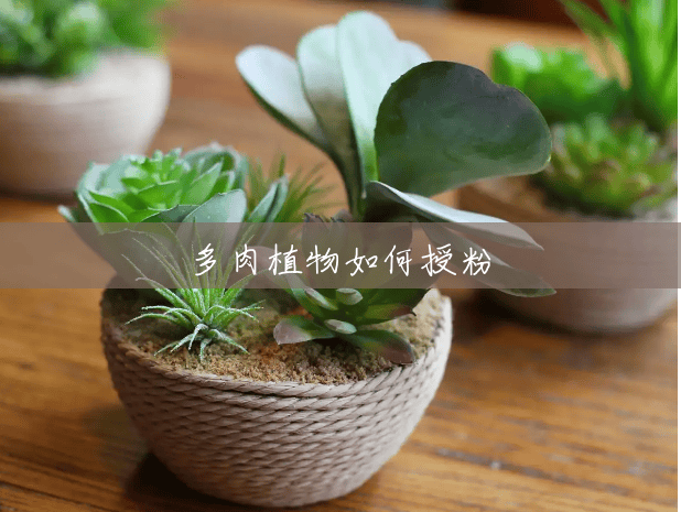 多肉植物如何授粉 多肉植物如何授粉